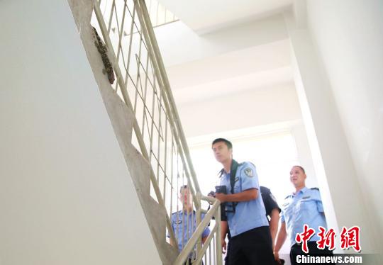 图为不一会儿大壁虎就爬上了墙 常宗波 摄