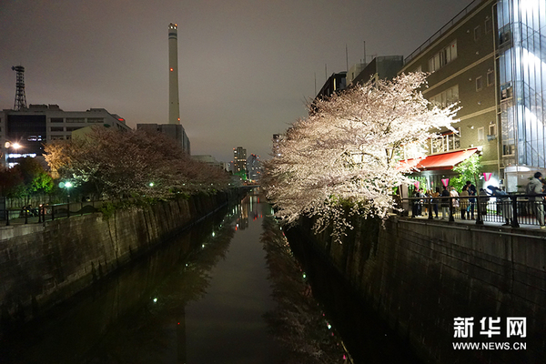 东京目黑川夜樱正当时，吸引众多游人前来观赏。新华社记者 刘秀玲 摄