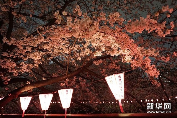 东京目黑川夜樱正当时，吸引众多游人前来观赏。新华社记者 刘秀玲 摄