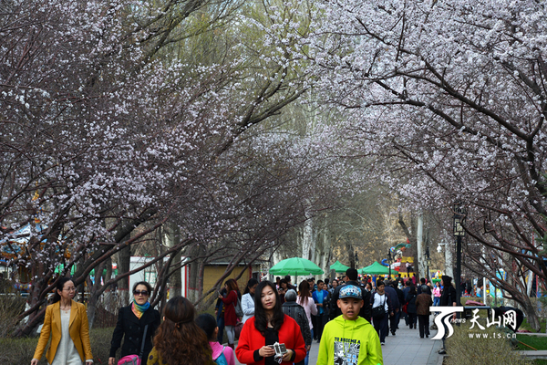乌鲁木齐市人民公园，杏花桃花开满枝头，市民在花间穿行。