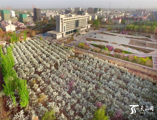 4月6日拍摄的尉犁县同心广场旁大片梨树盛开。