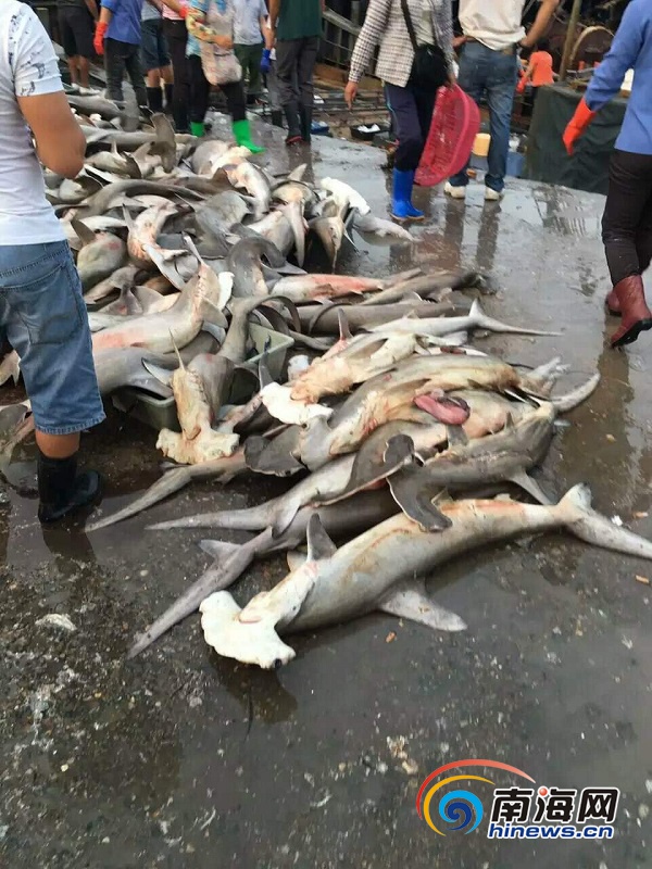 4月9日，有网友在朋友圈中发消息称，三亚水产码头当街低价售卖濒危保护动物锤头鲨，数量达近百条。网友供图