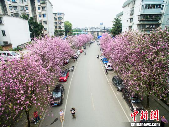 图为广西柳州满城紫荆花盛开　黄威铭　摄