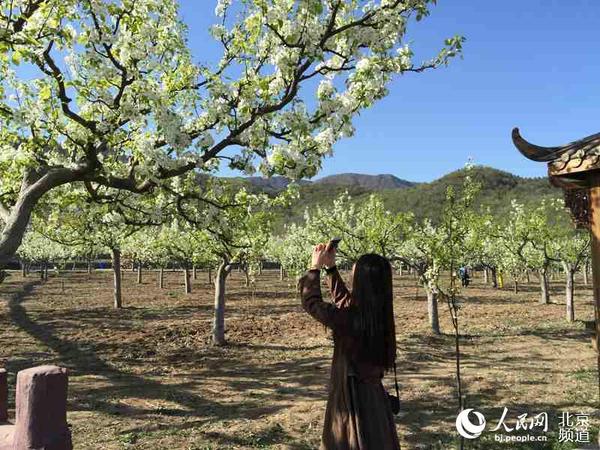 花前树下的拍摄。人民网 孟竹 摄