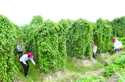 不断发展的淮山种植加工业。