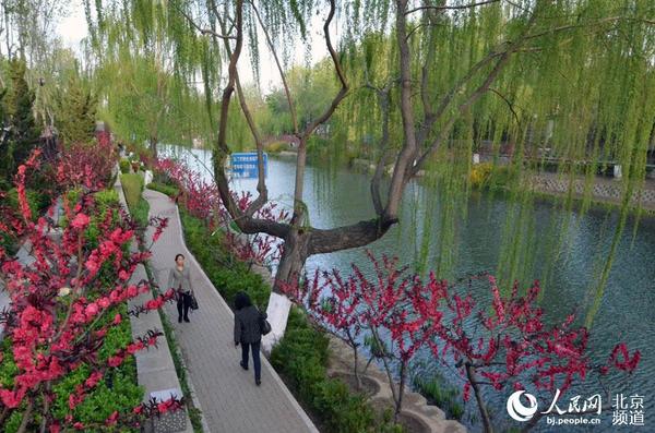 城市绿廊一派桃红柳绿的景色。人民网尹星云 摄