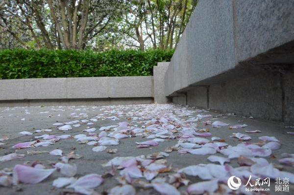 北护城河滨水绿廊一角,落英缤纷。人民网尹星云 摄