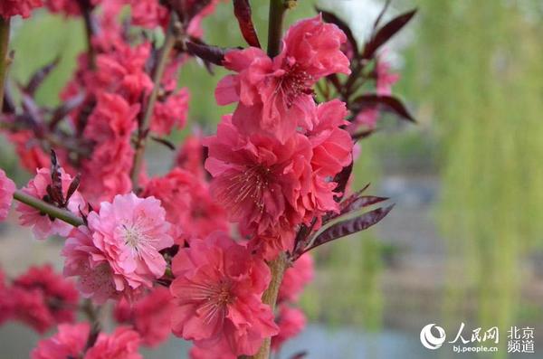 绽放的桃花。人民网尹星云 摄