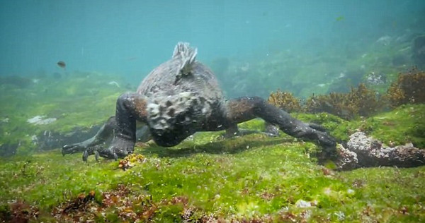 海鬣蜥由于其模样，被人们称作“哥斯拉”。这是摄影师在水下抓拍到海鬣蜥在海床上捕食的场景。（视频截图）