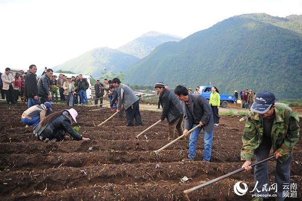 当地少数民族群众在种植金银花。(和伟 摄)