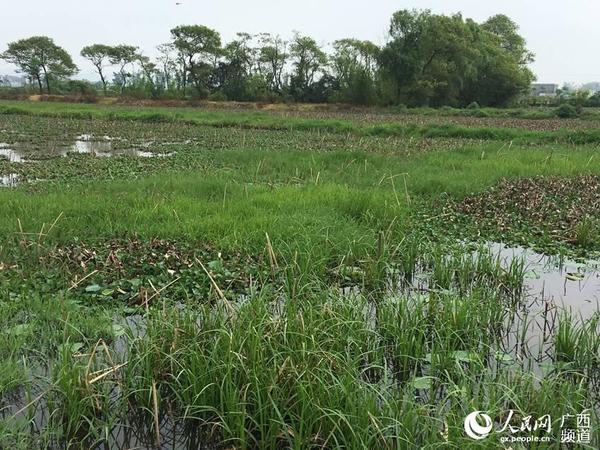 港北区庆丰镇高桥村下坡屯的沼泽地