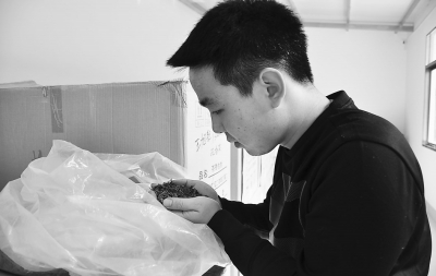王旭聪正在检查沉香茶品质。