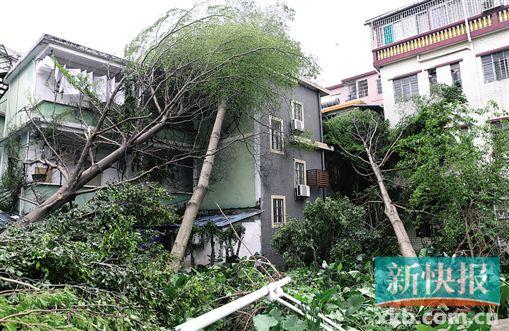 ▲    在广州市黄埔区长洲岛,一些大树被连根拔起。