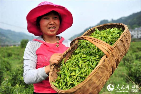 2016年4月12日,茶农在湖北省宜昌市夷陵经济开发区萧氏茶产业高新科技工业园雾渡河生态茶园基地展示采摘的白茶芽。