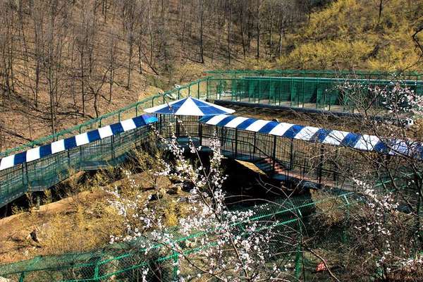 伏牛山东北虎园观光区，人在笼中走，虎在笼外行