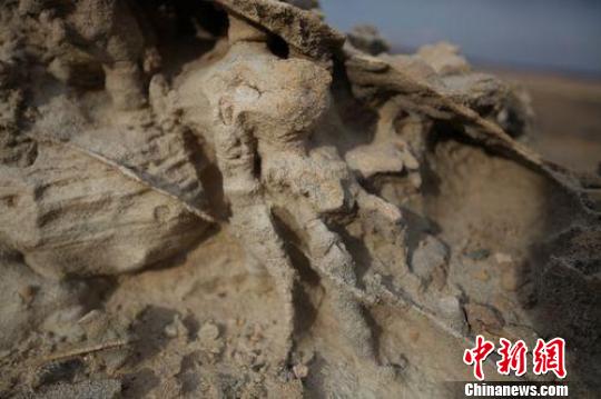 图为一个动物爪的化石，骨骼清晰可见。　许云峰　摄