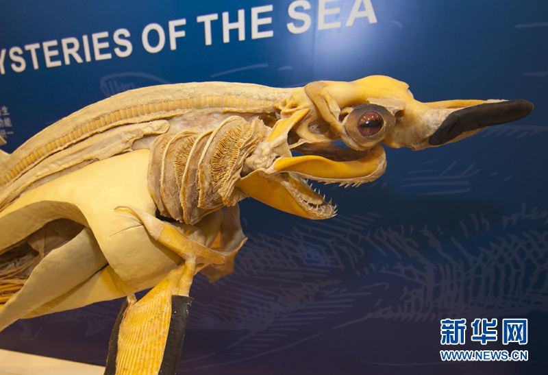这是11月9日在上海科技馆拍摄的塑化鲨鱼标本。