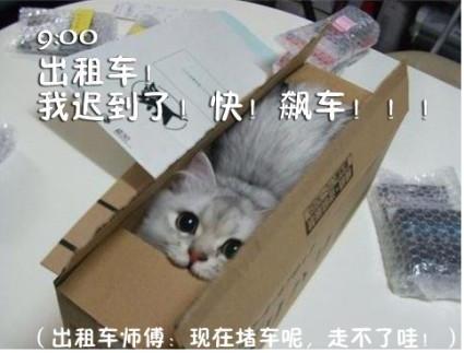 猫咪搞笑屌丝表情 演绎上班族的一天