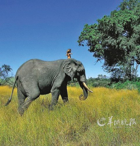 骑着大象“阿布”漫步