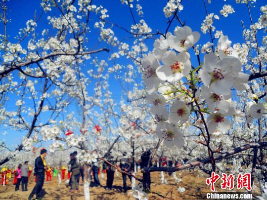 人们纷纷走进梨园拍照合影。　任丽娜　摄