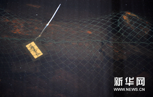这是浸泡在脱硫池中的木质船板（5月28日摄）。新华网图片 施鳗珂 摄