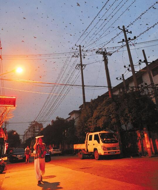 寧波某地萬燕聚集鳥糞如雨下居民連家都不敢出