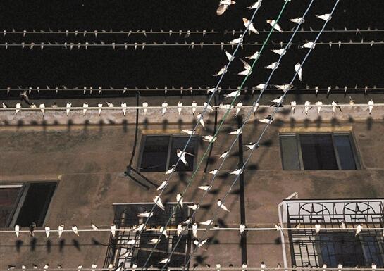 寧波某地萬燕聚集鳥糞如雨下居民連家都不敢出