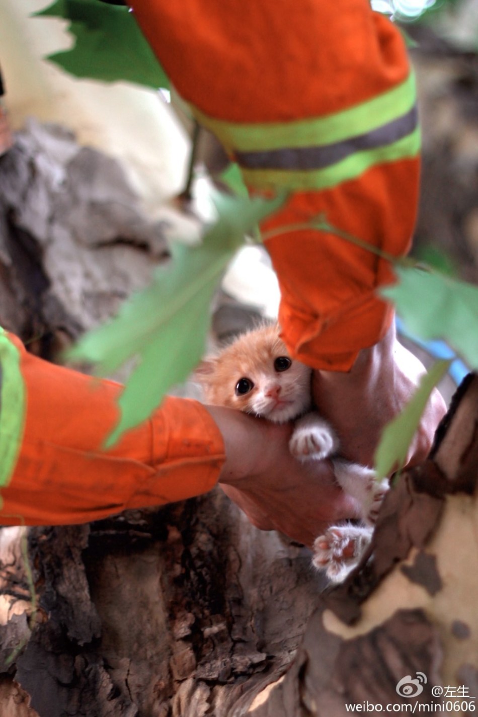 消防员爬树救猫照暖人心