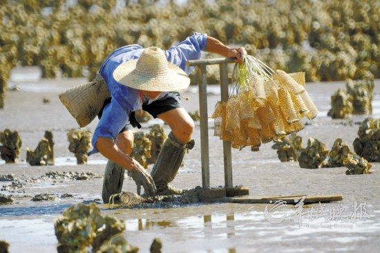 国家级非物质文化遗产珠海斗门乾务“装泥鱼”