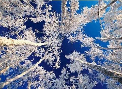 冰雪的极致美景