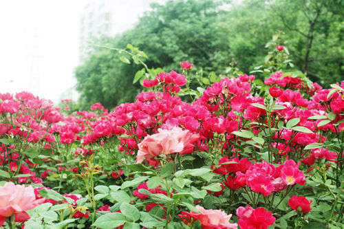 又到一年赏花季 北京月季观赏地推荐