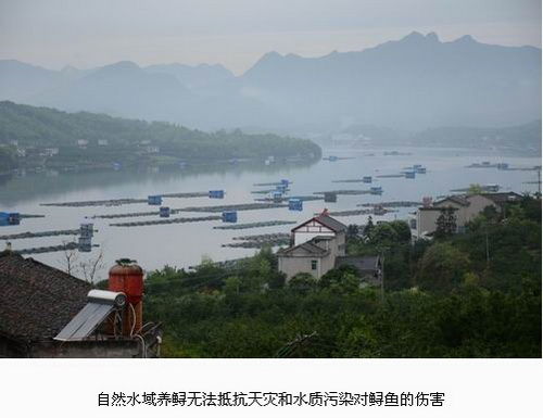 有机鲟鱼显无限商机 天峡鲟龙股份公司诞生记