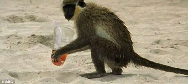 基茨岛上不爱喝酒和爱喝酒的猴子比例与人类不