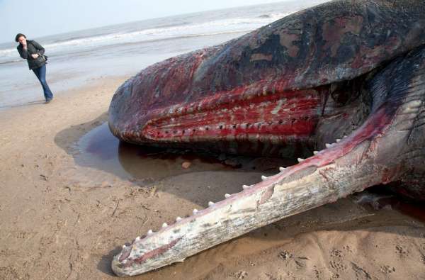 英国林肯郡海滩10米长巨鲸搁浅死亡(图)