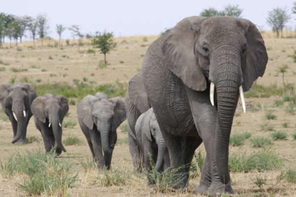 大型非洲象(资料图)