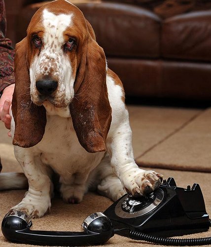 狗狗也能打电话?英宠物犬遇险拨通电话求救(图