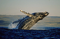 露脊鲸需要更“放荡”些(图)