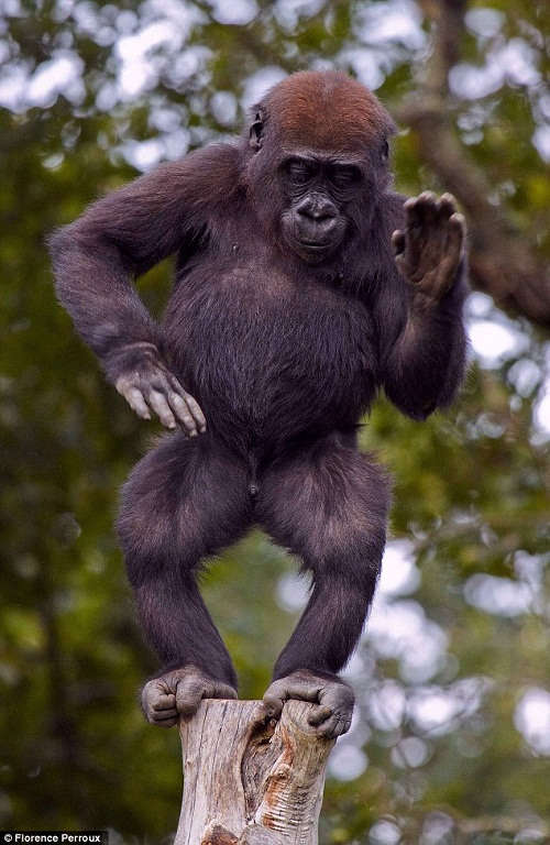 大猩猩树桩上"跳舞" 捶胸拍腿引人注意(图)