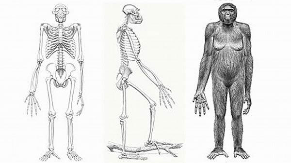 埃塞俄比亚440万年前的地猿始祖种Ardipithecus ramidus(uux.cn)