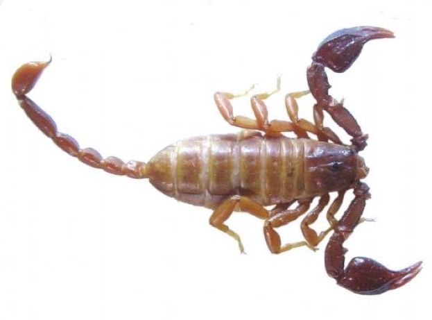 土耳其发现最新木蝎物种 身长只有几厘米(图)