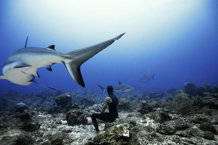 在与加勒比礁鲨一番共舞之后，尤西比奥坐在海中礁石上稍作休息。一条礁鲨仍意犹未尽地在他周围游动，似乎想再度与他一同游玩。 

