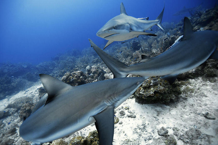 在加勒比海潜水时，夫妇俩偶遇了加勒比礁鲨。遇到鲨鱼时，最重要的是读懂它们的肢体语言。如果鲨鱼始终缓慢自然地游动，就证明它们未觉得受到威胁。 

