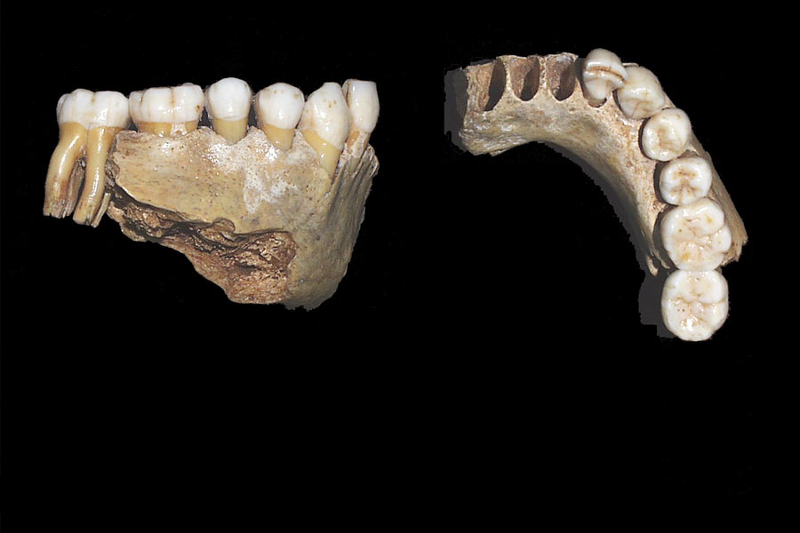 尼安德特人马蹄形的颈骨与现代人的几乎一模一样，他们具有和我们一样的说话交流能力，不过声音听起来像咕噜声。