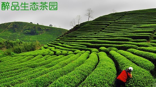 茶叶315,醉品商城高调推出茶叶安全游