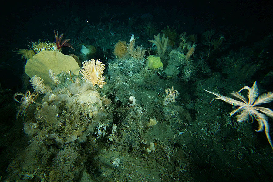 科学家乘坐“的里雅斯特”号深海潜水器，首次对成功地下潜至马里亚纳海沟最深处进行科学考察。令人惊奇的是，在这样的海底，科学家们竟看到有一条鱼和一只小红虾在游动