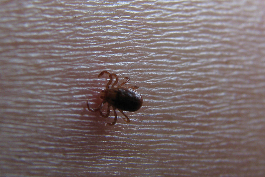 蜱虫,成虫在躯体背面有壳质化较强的盾板,通称为硬蜱,属硬蜱科;无盾板