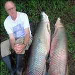 南美现三米肺呼吸鱼