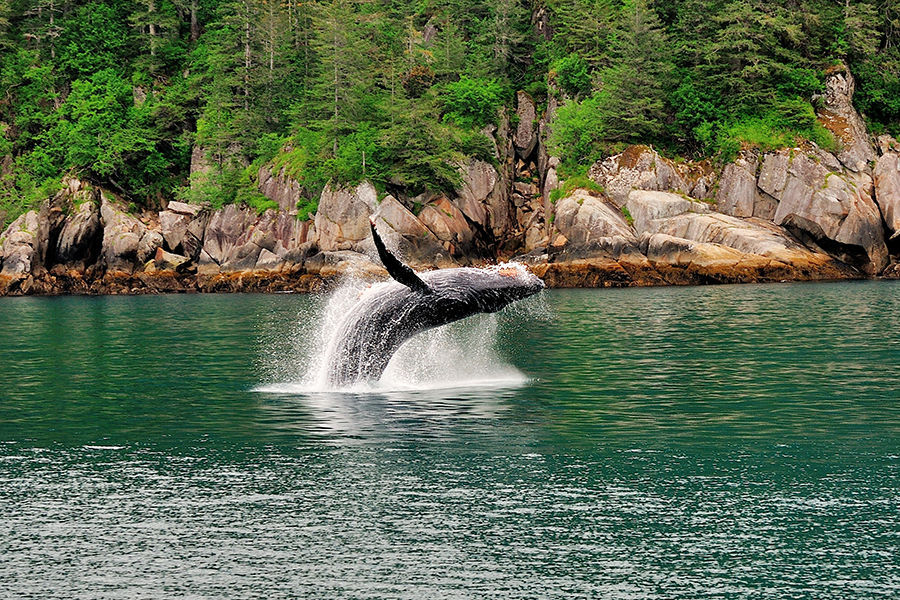 生活在基奈峡湾（Kenai Fjords）中的动物，无论是海豹、海豚还是虎鲸，都毫不畏惧生人，虎鲸在海里带着鲸宝宝悠闲“散步”，海豹在岩石上慵懒的晒着太阳……在阿拉斯加，这都是再平常不过的景象。