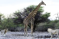 狮子猎杀长颈鹿全程