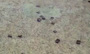 菲称中国将在黄岩岛建工事